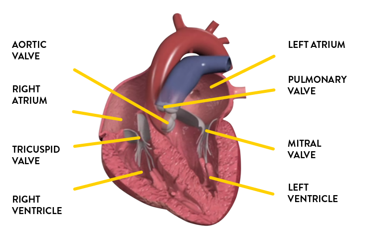 Diagram of heart structure Diagram of heart structure