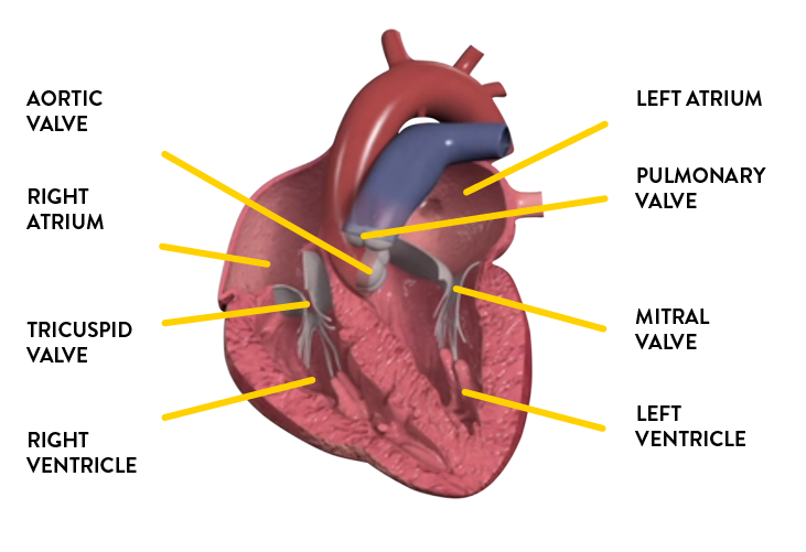 Diagram of heart structure