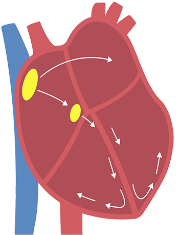 Normal heart