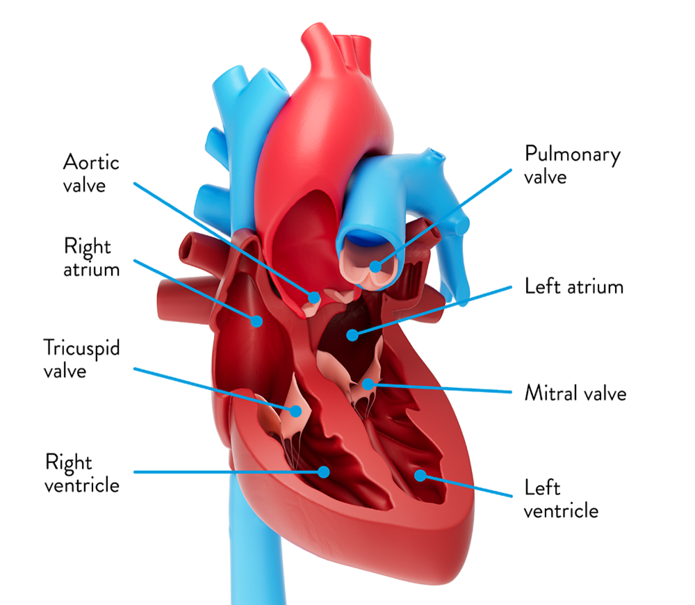 Chambers and heart valves