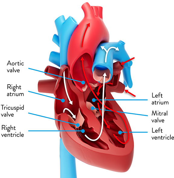 Chambers of the heart and heart valves