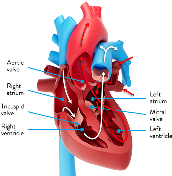 Chambers of the heart and heart valves Chambers of the heart and heart valves